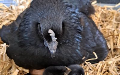Ateliers de Pâques et naissance des poussins