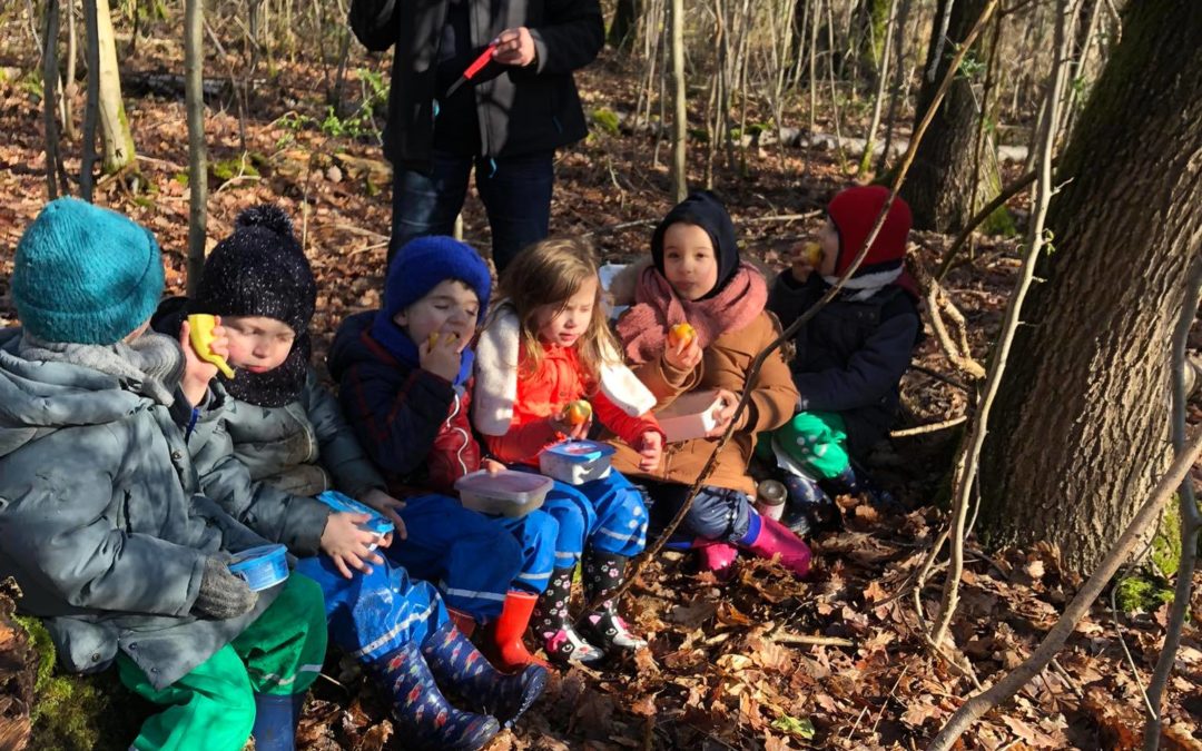 Matinée dans le bois