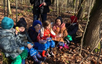 Matinée dans le bois