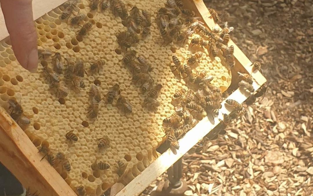 Visite d’un rucher et de la miellerie