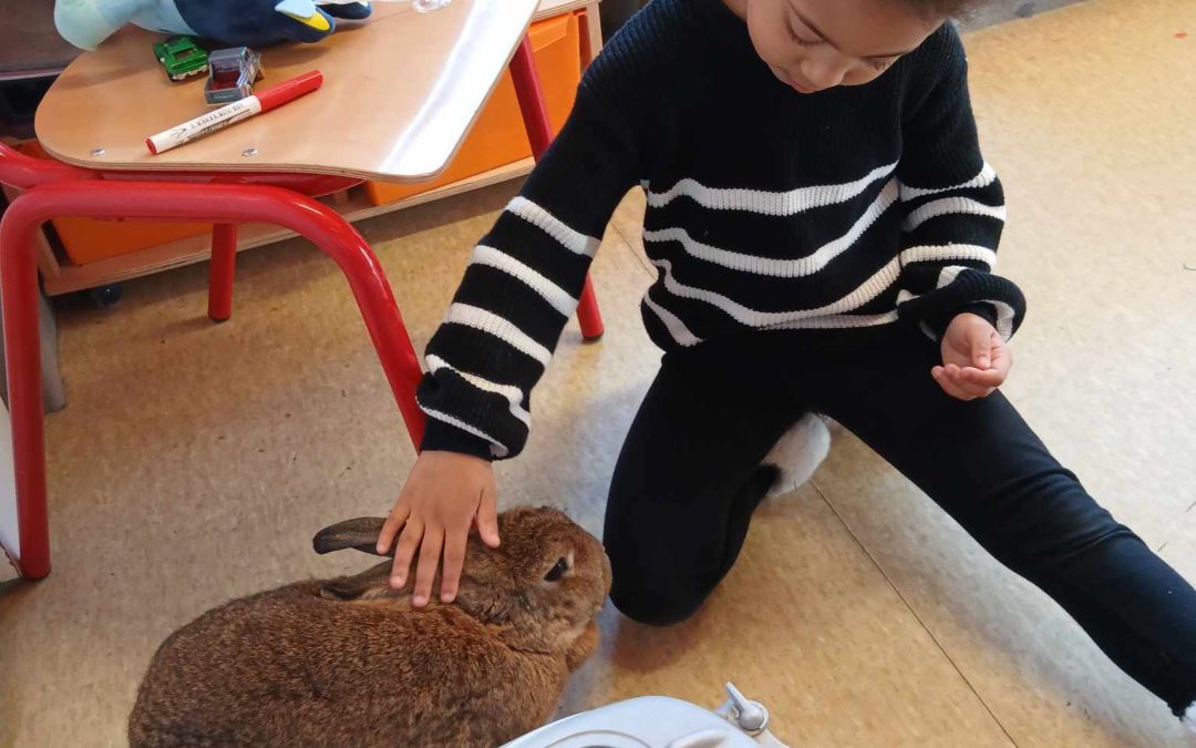 Les questions et le lapin