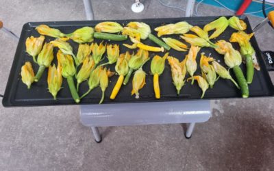 Les fleurs de courgettes