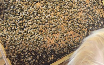 A la découverte des abeilles