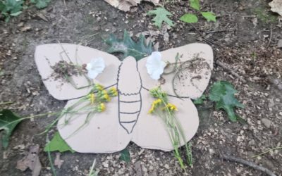 Élevage de papillons en classe 