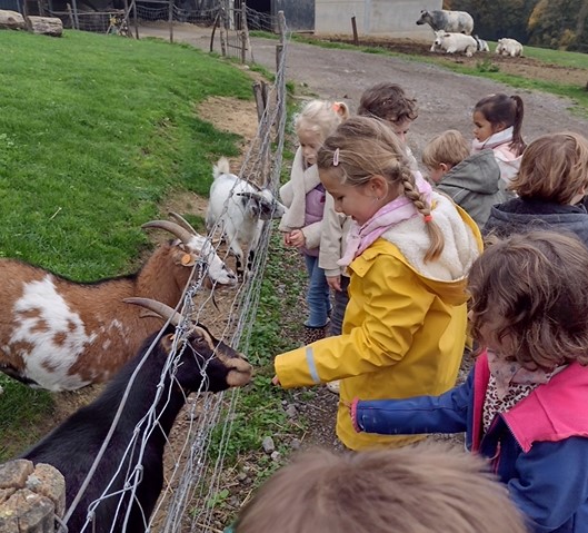 Sortie pédagogique à la ferme