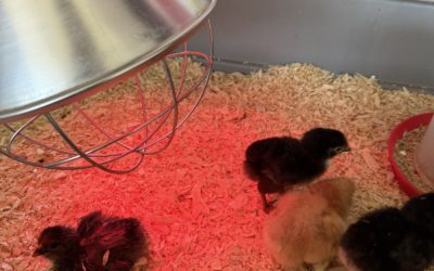 Poussins