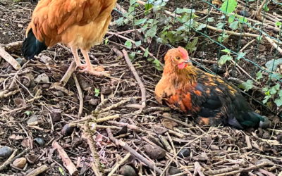 Les poussins